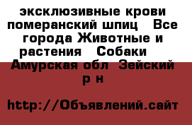 эксклюзивные крови-померанский шпиц - Все города Животные и растения » Собаки   . Амурская обл.,Зейский р-н